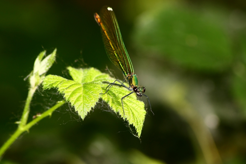 Calopteryx ID?